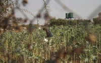 A villager tends to his vegetable garden in a plot that is part of a climate-smart agriculture program funded by the United States Agency for International Development in Chipinge, Zimbabwe, Sept. 19, 2024. 
(Aaron Ufumeli / AP Photo)