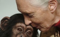 Primatologist Jane Goodall kisses Pola, a 14-months-old chimpanzee baby from the Budapest Zoo, that she symbolically adopted in Budapest, Hungary, on Dec. 20, 2004. 
(Bela Szandelszky / AP Photo)