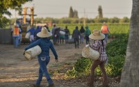Migrant farmworkers head to pick crops on an early morning in Fresno, Calif., on July 18, 2025. 
(Damian Dovarganes / AP Photo)