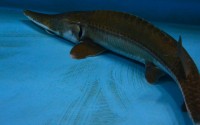 Nebraska Public Media is telling the story of the struggle to protect pallid sturgeons, as well as manage Missouri River flooding, as part of a national “Climate Across America” initiative that pairs public media stations with the award-winning PBS science series “NOVA” to produce and distribute multiplatform, climate-focused content. The digital story about the pallid sturgeon, “Pallid Sturgeon: Ancient Fish, Modern Problem,” launches Wednesday, April 19. (Courtesy of Nebraska Public Media)