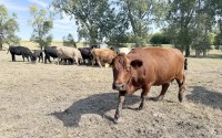 Cattle grazing on the Fass Farms property just outside the city limits of Syracuse, Nebraska. Nebraska Gov. Jim Pillen said his team is “working our tails off” to “make lemonade” out of the sour announcement that the Lexington Tyson Foods plant is to close in January.
(Cindy Gonzalez / Nebraska Examiner)