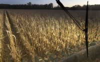 Farmer Jason Othmer operates a combine as he harvests corn near Vesta, an unincorporated community in Johnson County in southeast Nebraska on Tuesday, Oct. 18, 2022. (Background by Ryan Soderlin / Flatwater Free Press)
