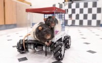Rats hitting the road in their custom-made cruisers. 
(Kelly Lamber / The Conversation)