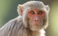 Macaques, used in medical research, are the most-traded primates globally, according to an analysis of U.S. Fish and Wildlife data. 
(Davidvraju / The Conversation)