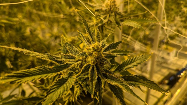 A marijuana plant at the Dakota Herb grow operation near Tea, South Dakota. 
(John Hult / South Dakota Searchlight)