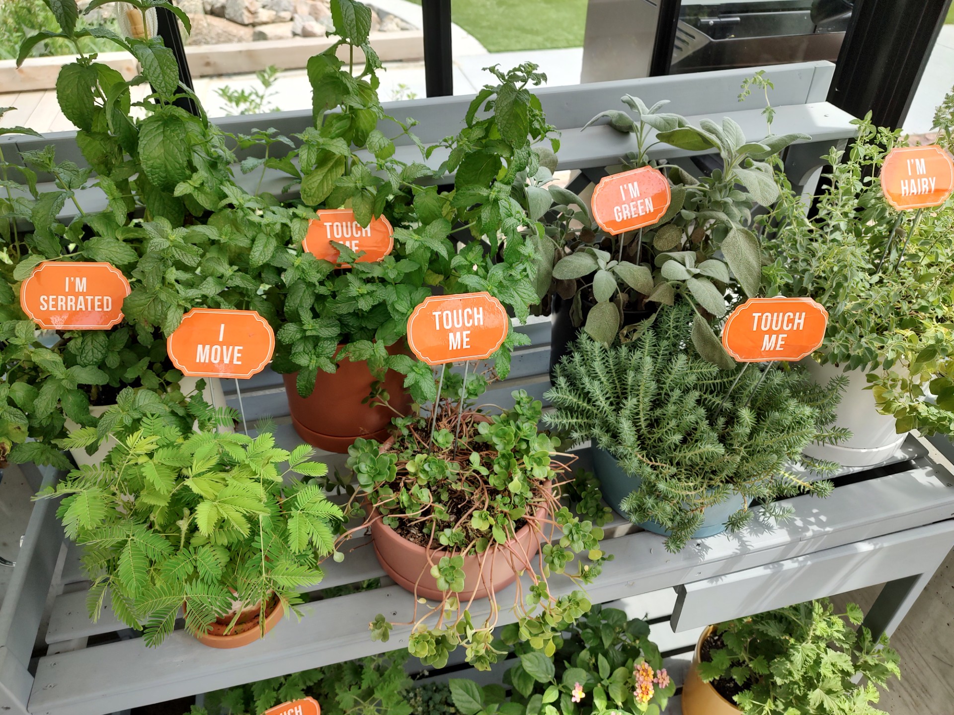 Plants that children can touch and feel in the Play Garden!<br />(Austin Petak / The Daily Record)