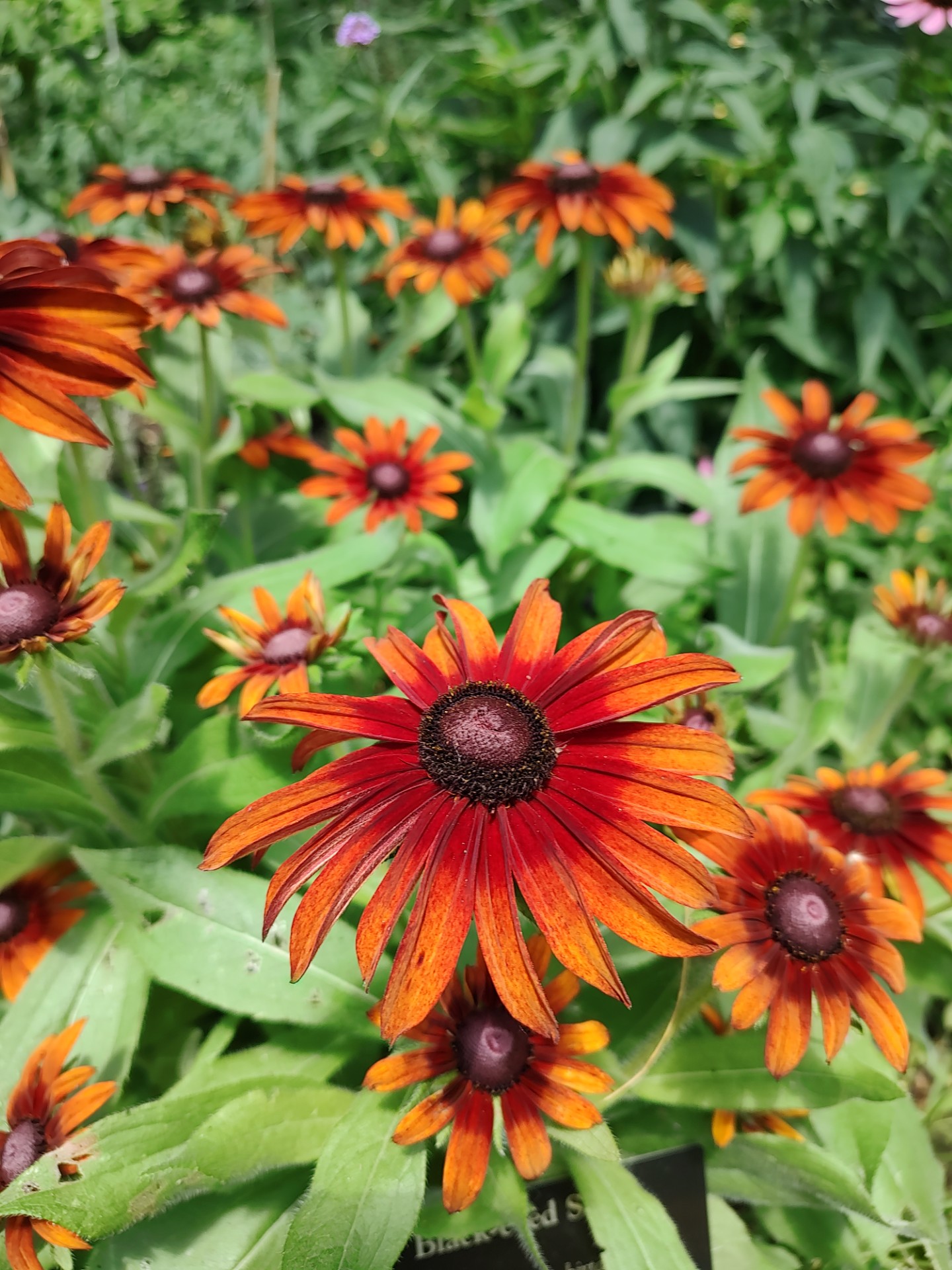Black-Eyed Susan&#039;s captured my eyes, so I had to capture them for you! <br />(Austin Petak / The Daily Record)