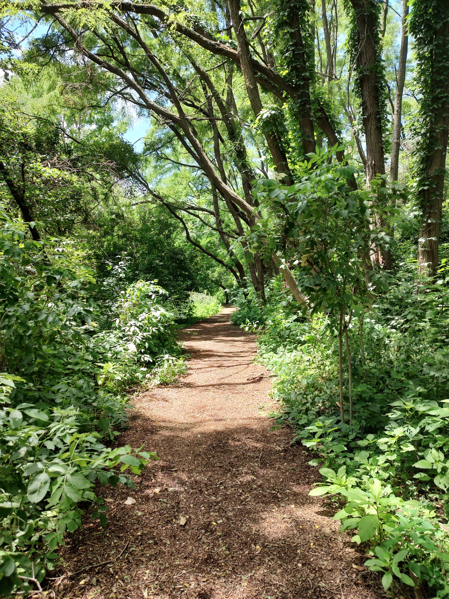 Shade to break apart the sun; a path to a new adventure.<br />(Austin Petak / The Daily Record)