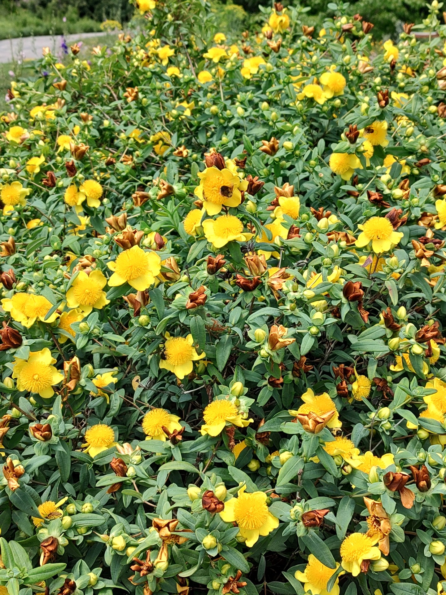 Beauty before the Herb garden: How many bees can you find?!